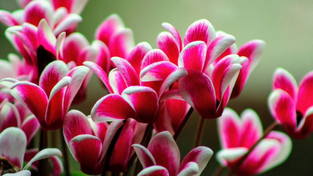 Como cuidar de Cyclamen? Dicas para manter suas flores bonitas e saudáveis! 1 Como cuidar de Cyclamen, flores rosas