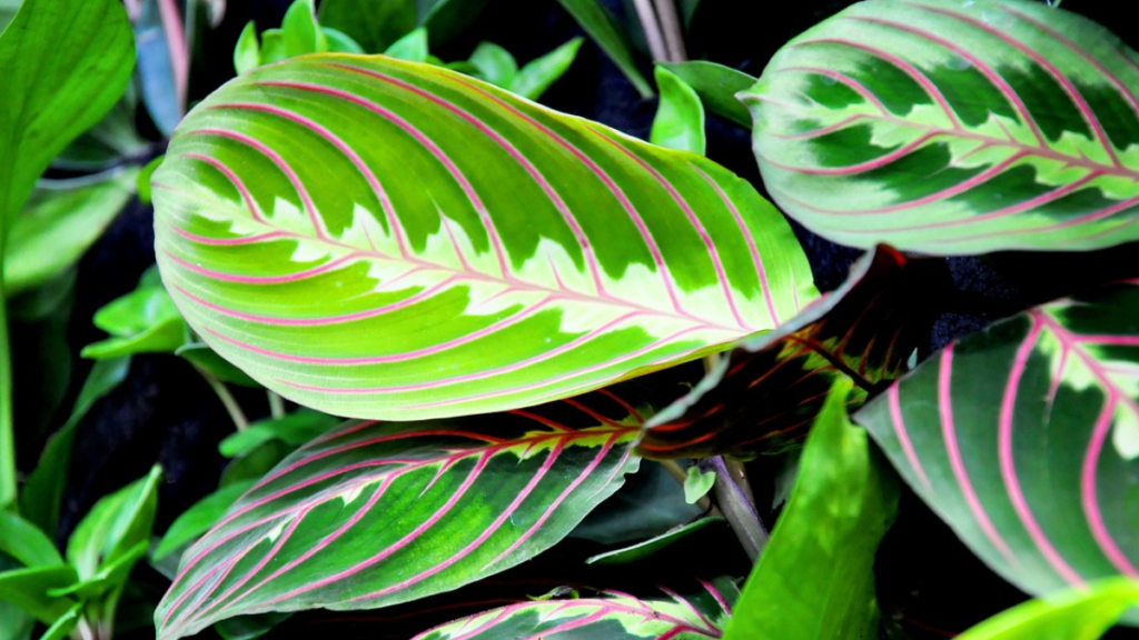 Como cuidar de Maranta? Dicas e cuidados para mantê-la saudável! 1 Como cuidar de Maranta