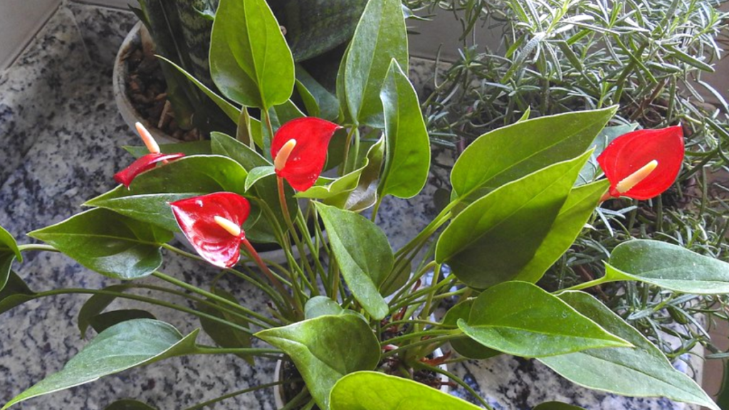 Como cuidar de Mini Antúrio 