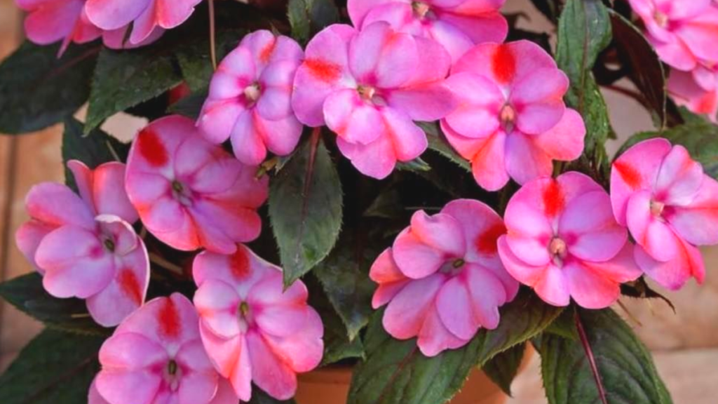 Como cuidar de Sunpatiens