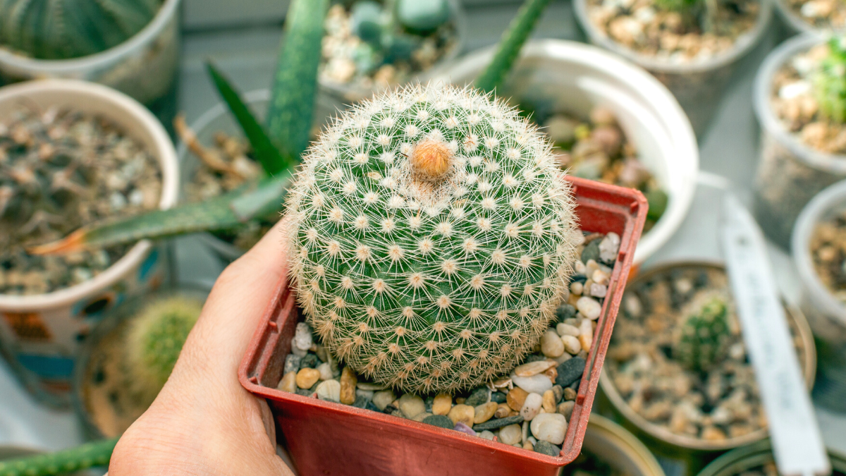 Como regar cactos