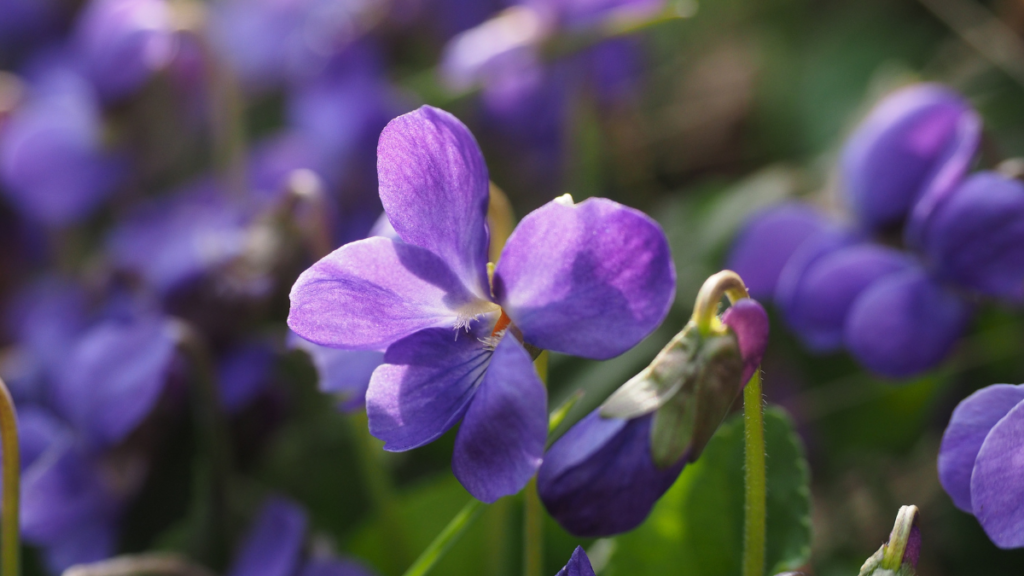Como regar violetas, confira todas as dicas de cultivo para flores saudáveis! 1 Como regar violetas