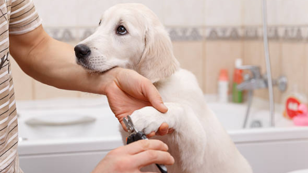 Como cortar unhas de cachorro: Dicas de como fazer em casa! 2 Cortando unhas de cachorro