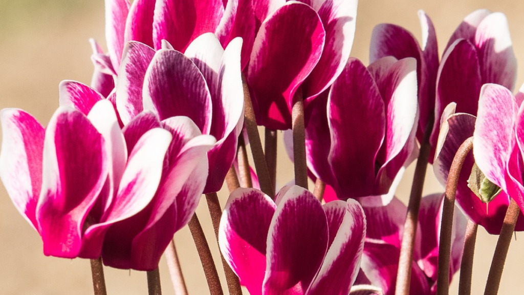 Como cuidar de Cyclamen? Dicas para manter suas flores bonitas e saudáveis! 2 Cyclamen