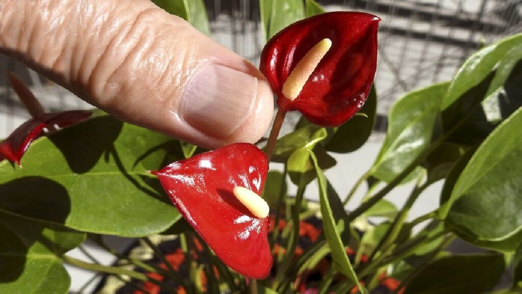 Flor de Mini Antúrios