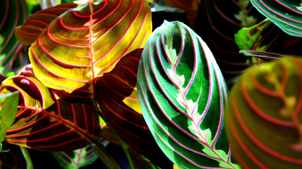 Como cuidar de Maranta? Dicas e cuidados para mantê-la saudável! 2 Maranta