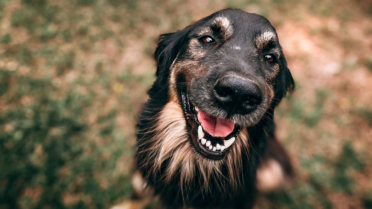 Nomes fortes para cachorro