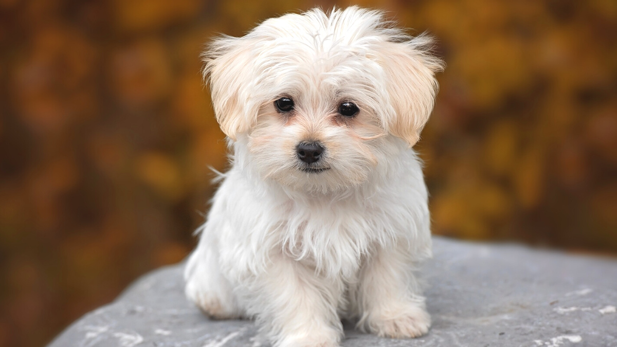 Nomes para cachorros pequenos, mais de 290 inspirações! 8 Cachorro pequeno