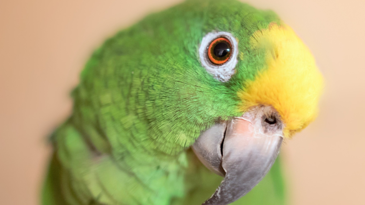 Nomes para papagaio, mais de 270 opções para o seu bichinho! 9 Nomes para papagaio