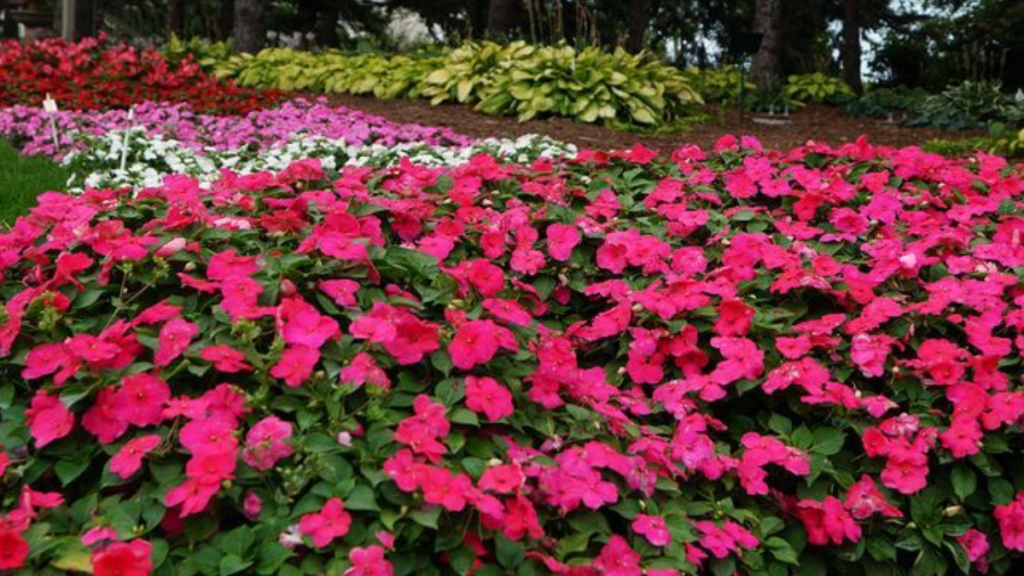 Como cuidar de planta beijo? Dicas completas para mantê-la saudável! 5 Planta beijo