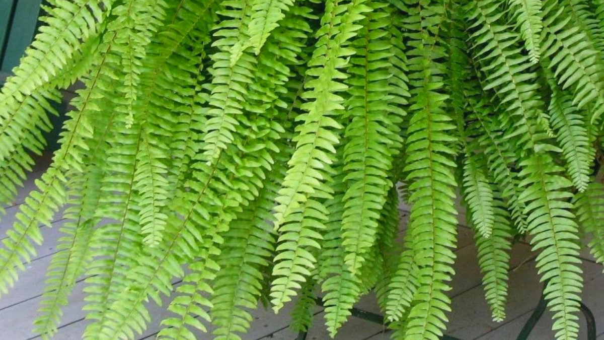 Como cuidar de samambaia americana, conheça a Nephrolepis exaltata! 3 Samambaia americana