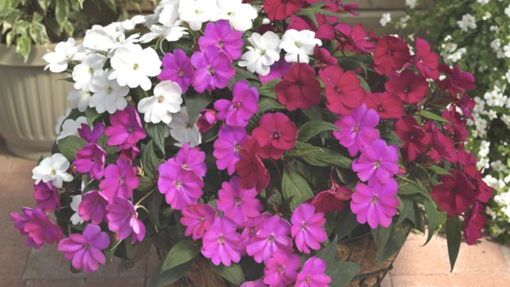 Sunpatiens