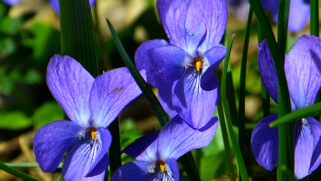 Como regar violetas, confira todas as dicas de cultivo para flores saudáveis! 4 Violetas