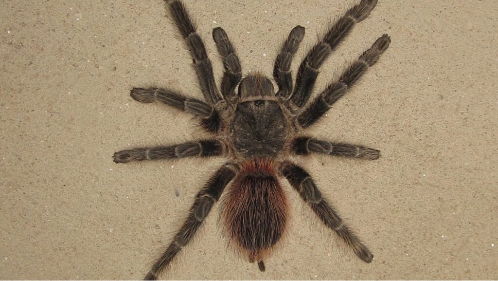Sonhar com Aranha Caranguejeira: Desvendando o Significado! 2 Sonhar com caranguejeira