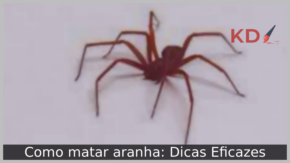 Como matar aranha: Dicas Eficazes - aranha 1