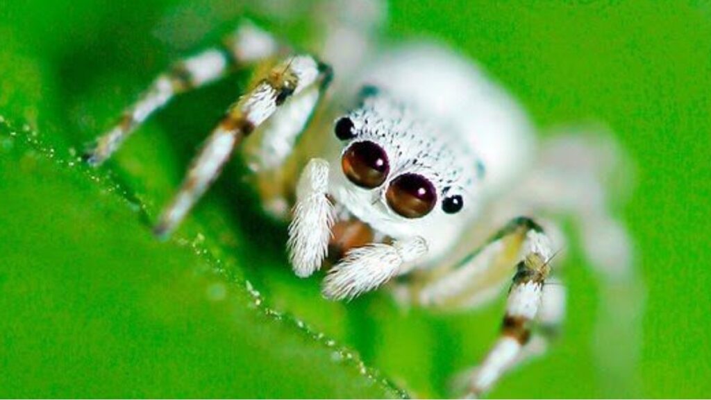 Sonhar com Aranha: Decifrando os significados dos sonhos! 2 Sonhar com aranha