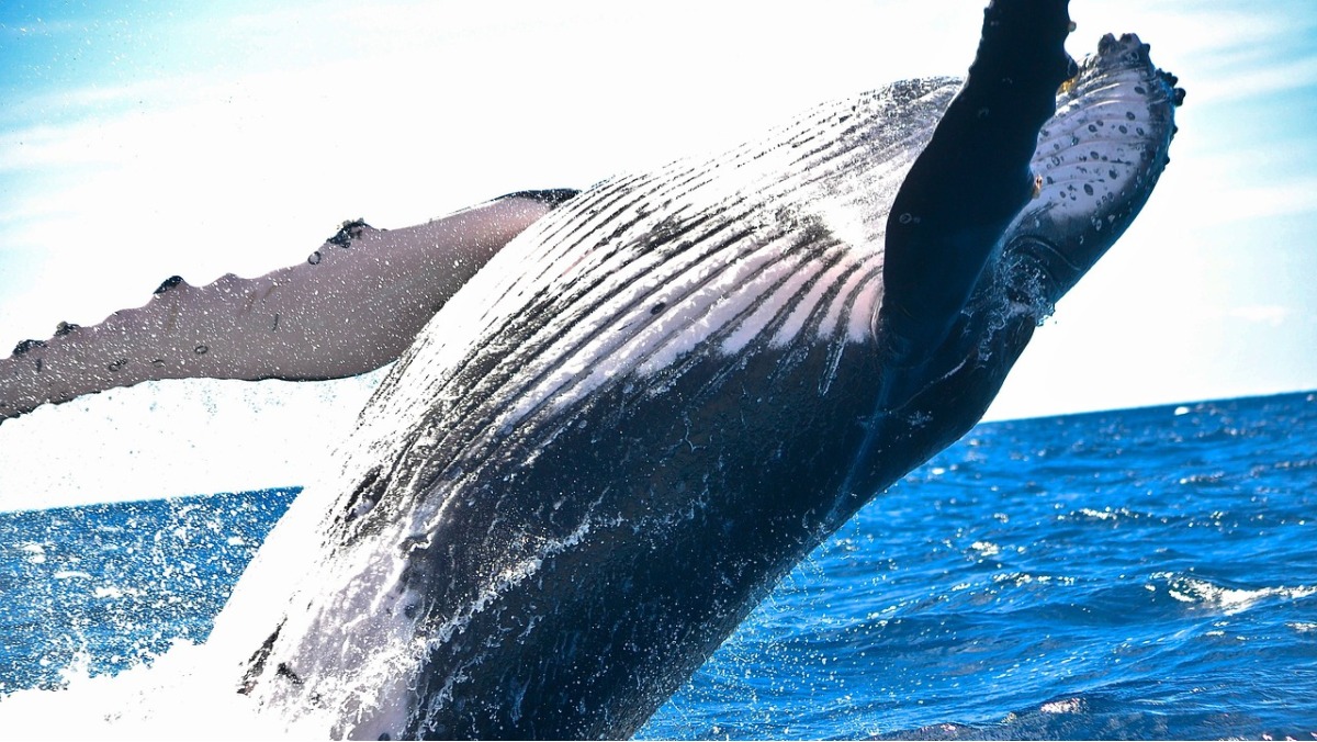 Sonhar com baleia azul