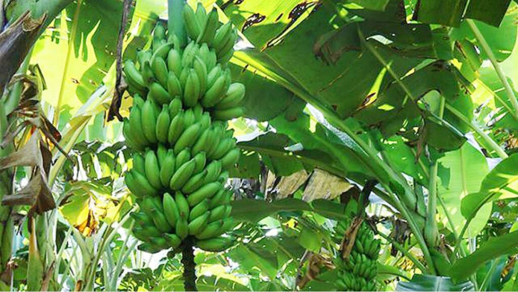 Sonhar com Banana: Confira todos os significados! 2 Sonhar com Banana: Confira todos os significados! - bana verde