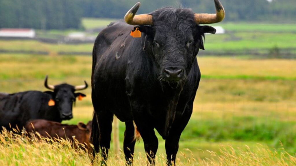 Sonhar com boi preto