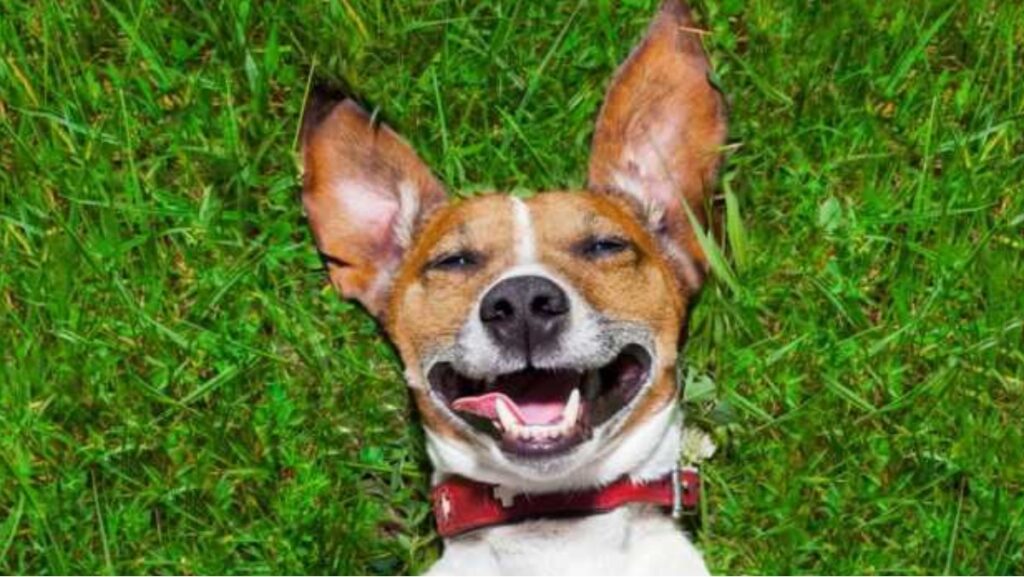 Sonhando com cachorro morto