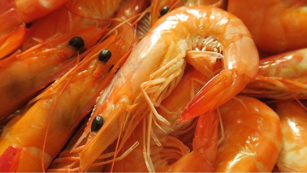 Nomes de frutos do mar, conheça os 11 mais comuns! 3 Camarão