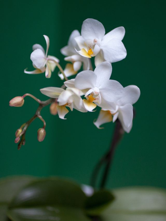 Teste seu conhecimento sobre orquídeas