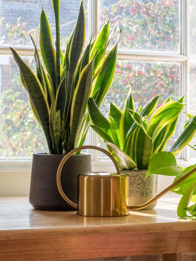 Plantas para espaços climatizados: 5 opções para considerar