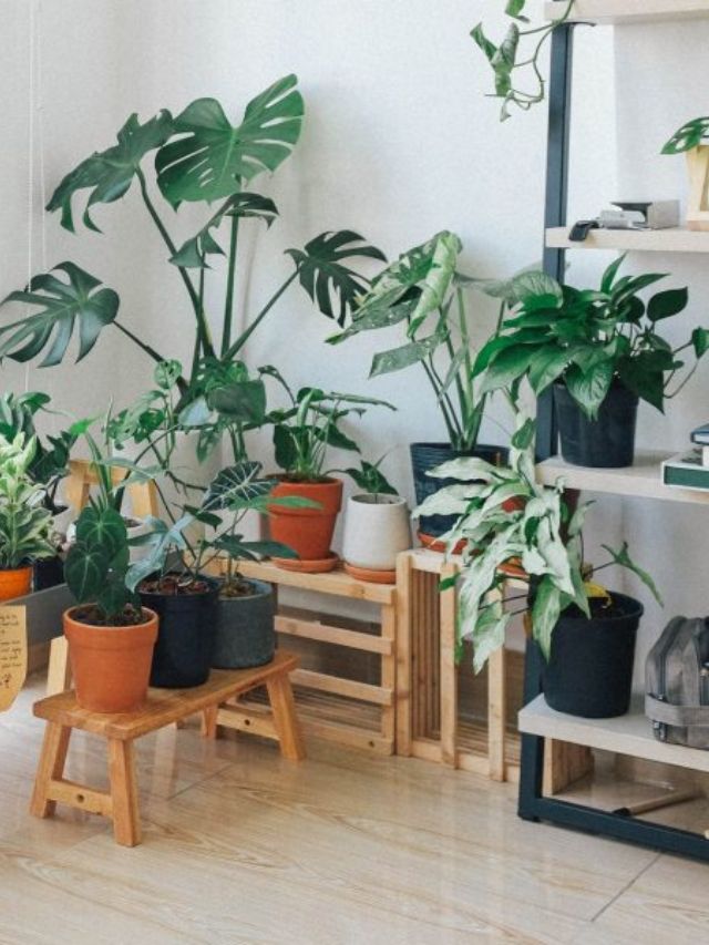 plantas que absorvem a umidade que você precisa conhecer agora!