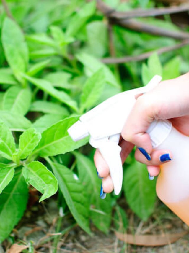 receitas caseiras para matar todas as pragas das suas plantas