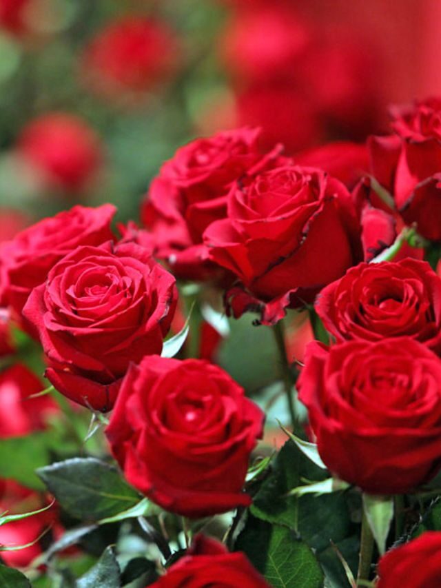 Teste seu conhecimento sobre rosas: perguntas e respostas