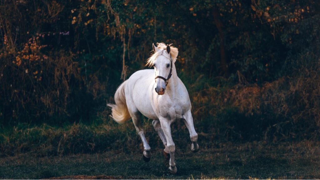 Quais os significados de sonhar com cavalo? 2 Sonhar com cavalo branco