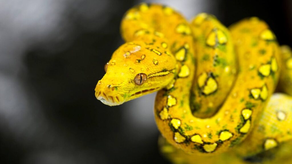 Sonha com cobra amarela