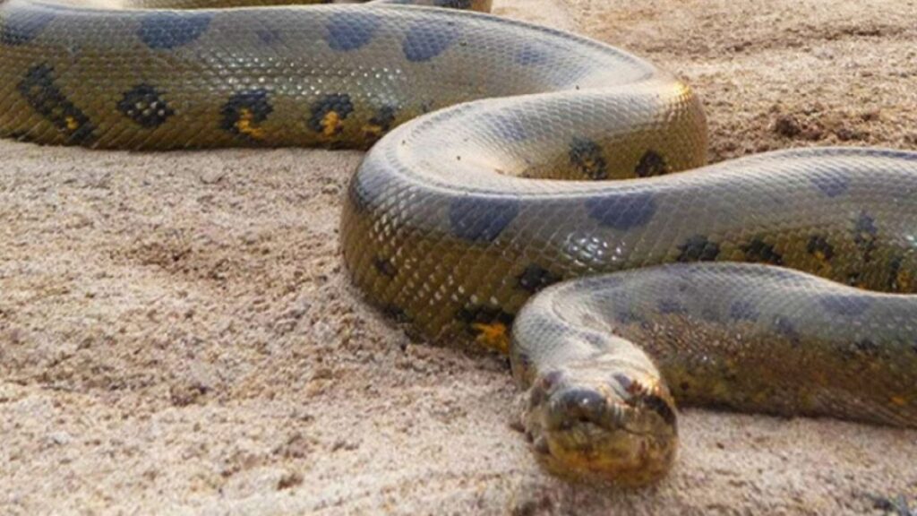 Significado de sonhar com cobra gigante