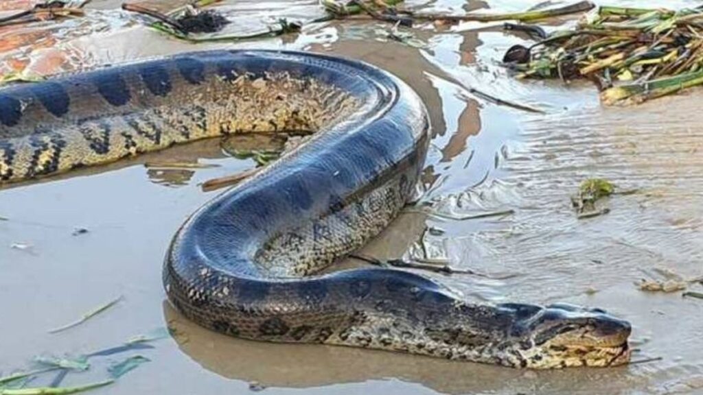 Cobra Grande