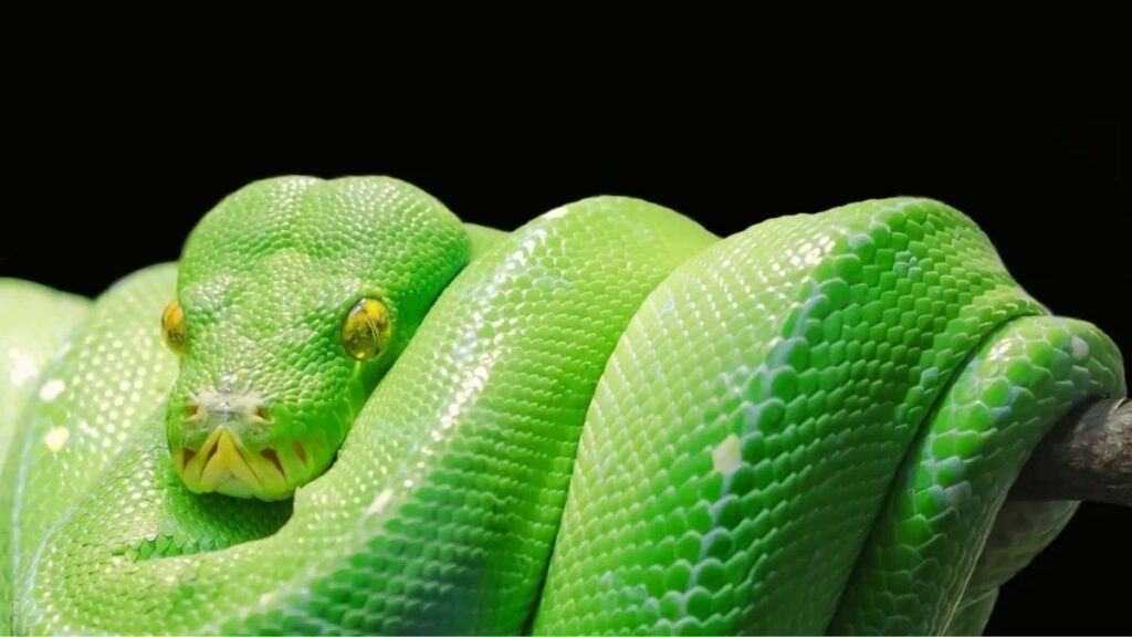 Significado de sonhar com cobras