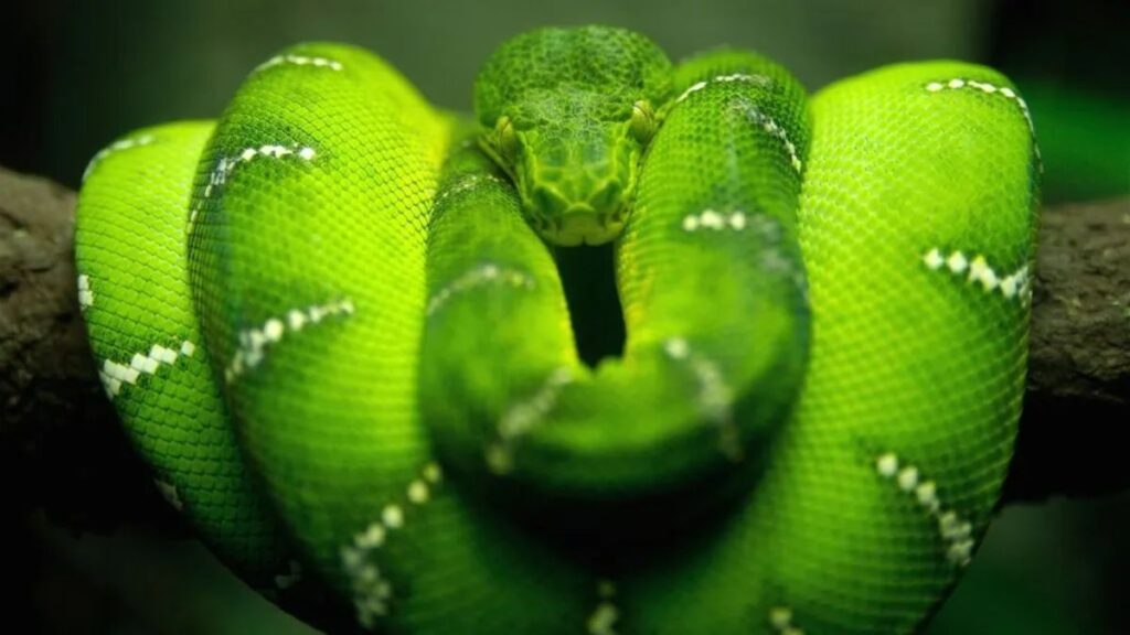 Sonhar com Cobra Verde: O que realmente significa? 2 Significado de sonhar com cobra verde