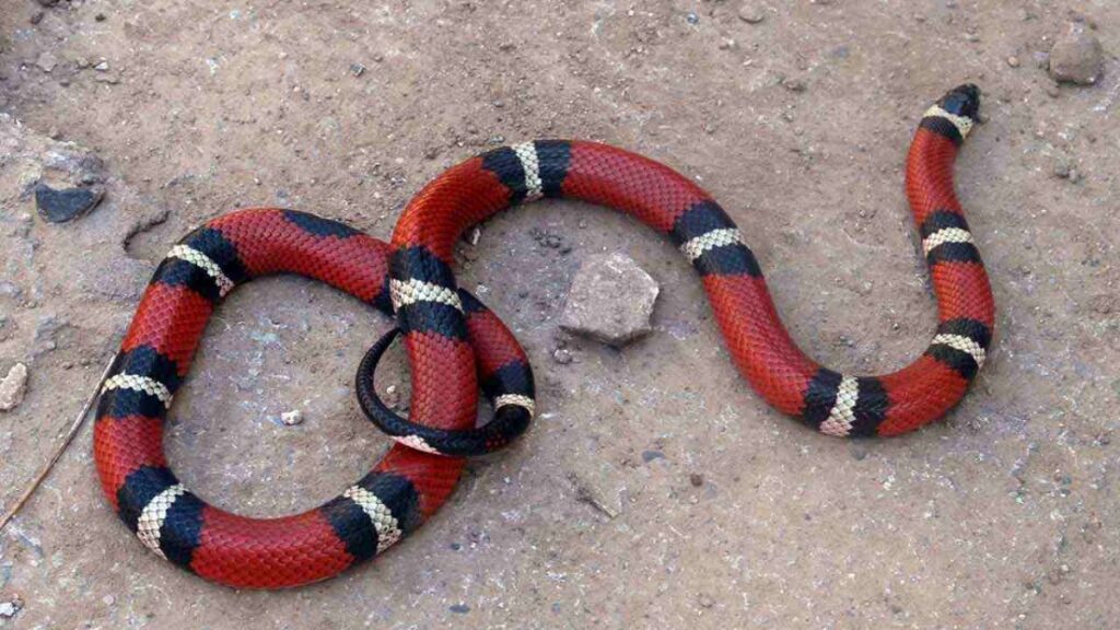 Sonhar com cobra vermelha