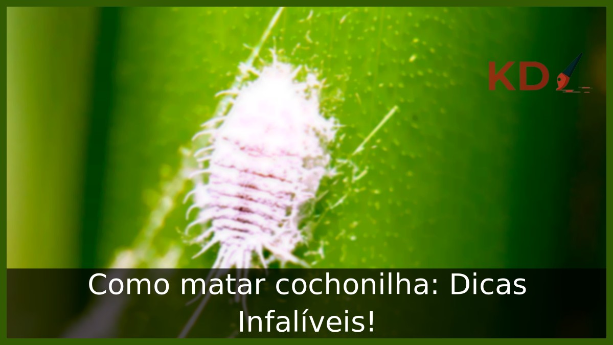 Como matar cochonilha: Dicas Infalíveis! - cochonilha 1