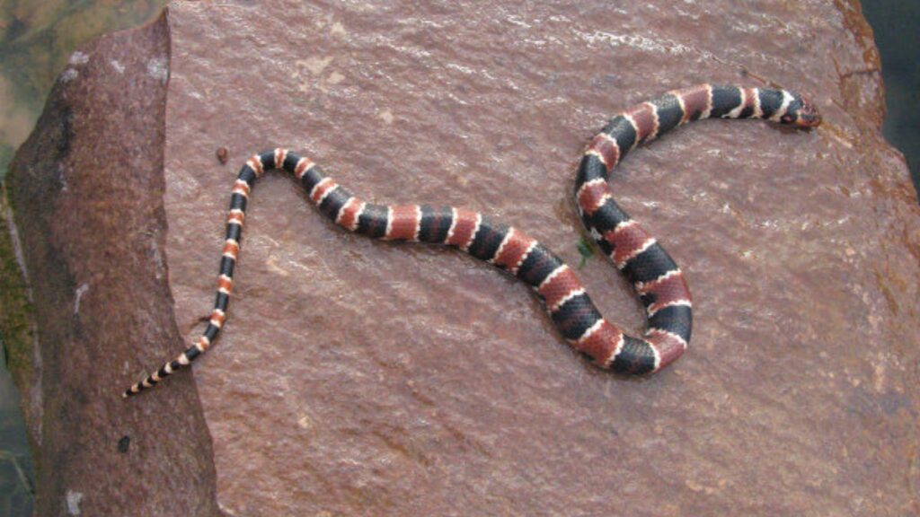 Real significado de sonhar com cobra coral