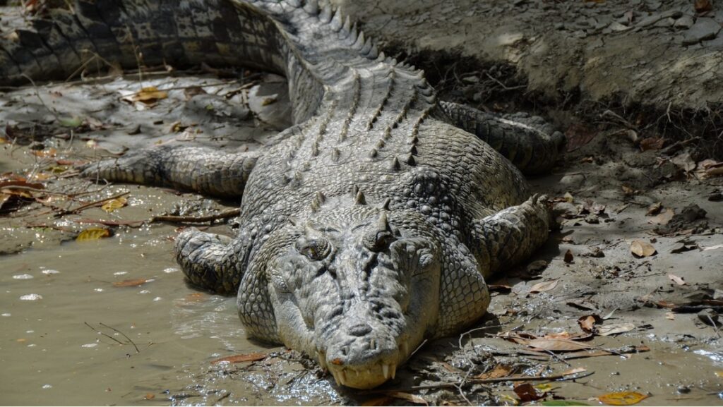 Sonhar com Crocodilo: Desvendando os Significados! 2 Sonhar com Crocodilo: Desvendando os Significados! - croc