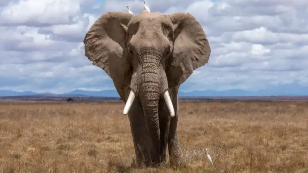 Sonhar com Elefante: Explorando os seus significados! 1 Sonhar com elefante