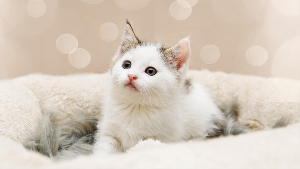 Sonhar com gatinhos filhotes: Veja o que significa! 2 Sonhar com gatos