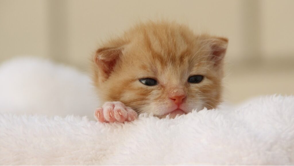 Sonhar com gatos filhotes