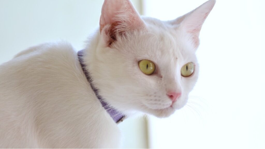 Gato branco