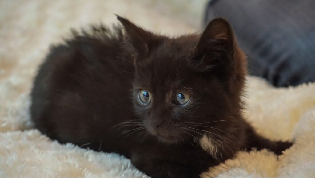 Sonhar com Gato Preto: Veja os reais significados! 2 Filhote de gato preto