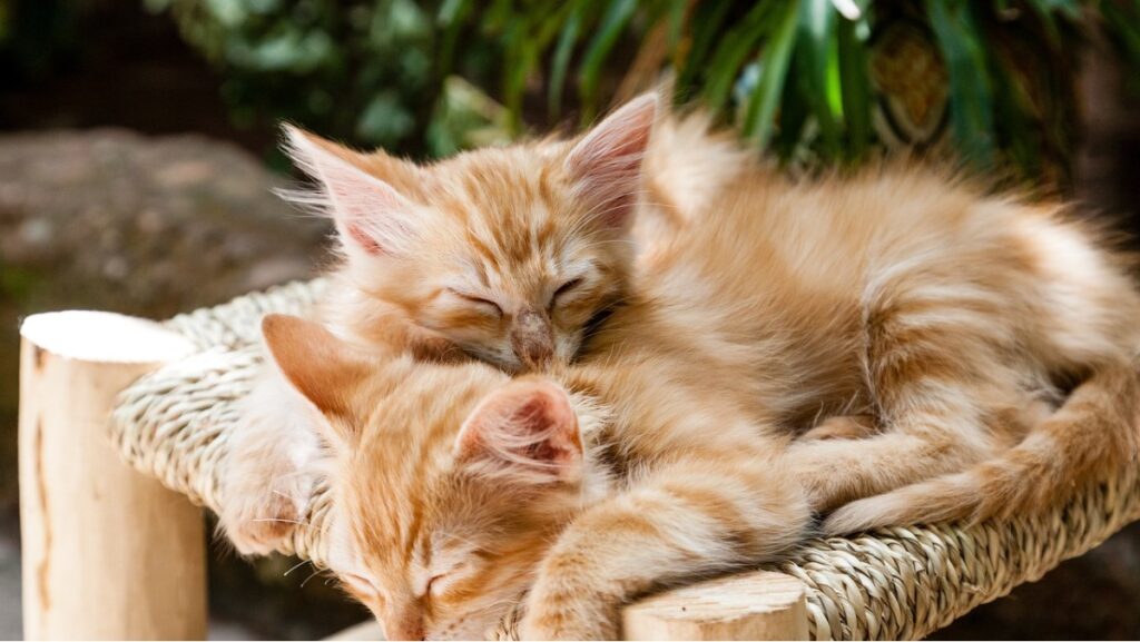 Sonhar com Gatinhos: O que realmente significa? 2 Sonhar com Gatinhos: O que realmente significa? - gatos
