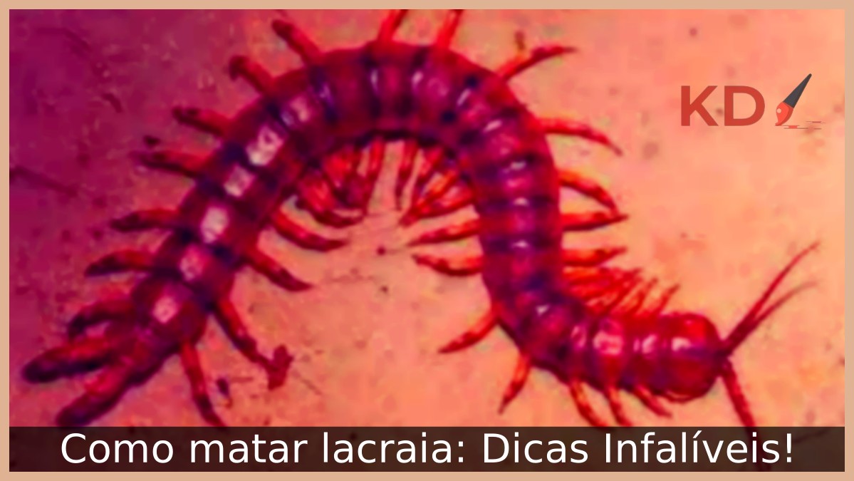 Como matar lacraia: Dicas Infalíveis! - lacraia 1