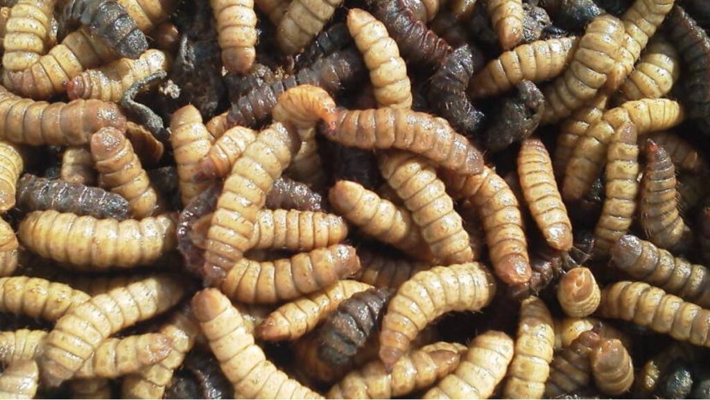 Sonhar com Larvas: Explorando os Significados! 1 Larvas