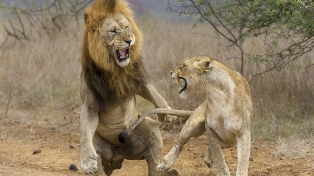 Sonhar com leão atacando