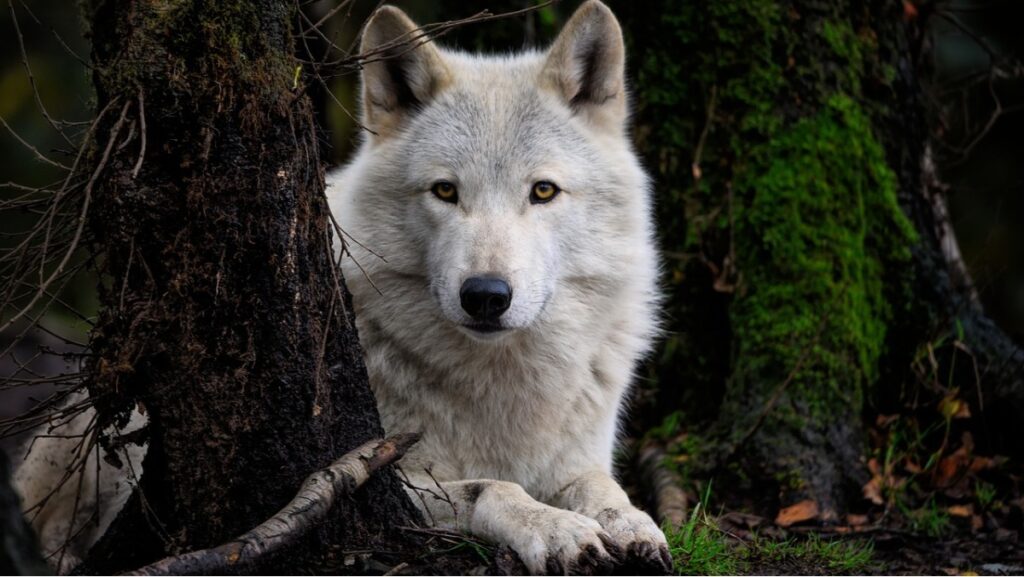 Sonhar com Lobo: Entendendo o significado! 2 Sonho com lobo